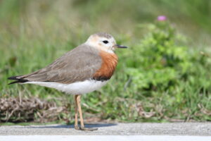 Oriental Plover