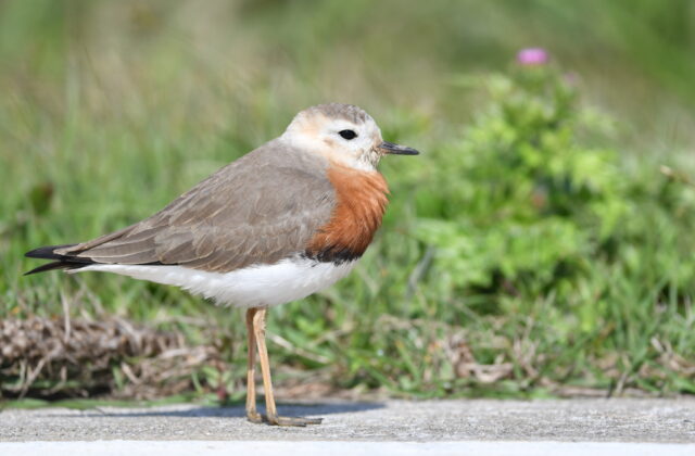 Oriental Plover
