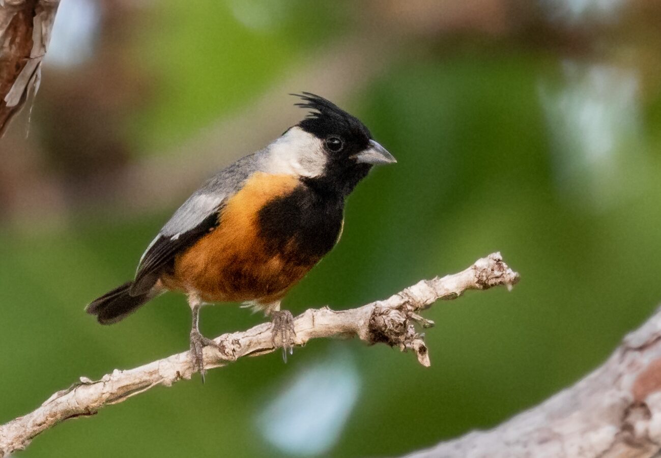 Coal-crested Finch