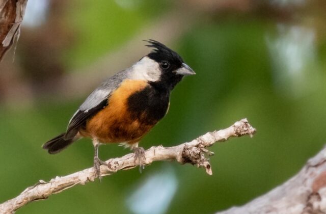 Coal-crested Finch