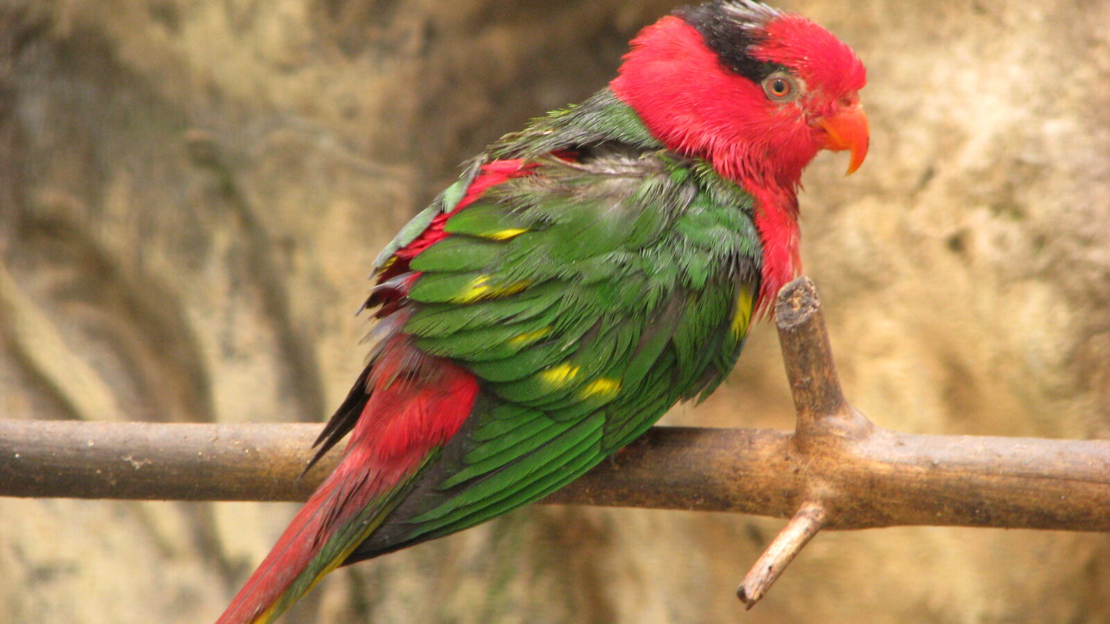 Josephine’s Lorikeet