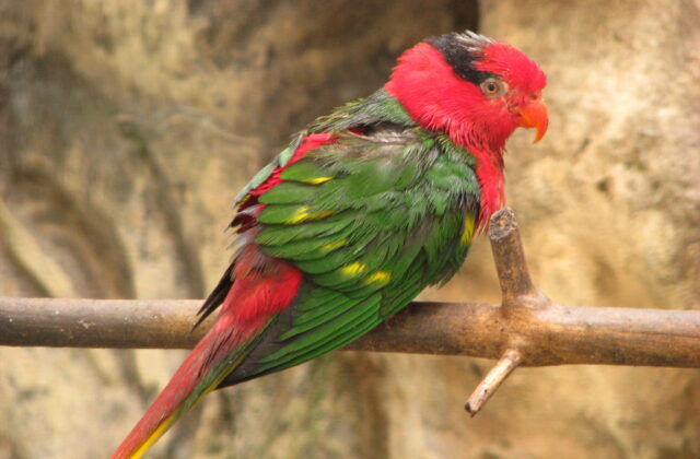 Josephine’s Lorikeet