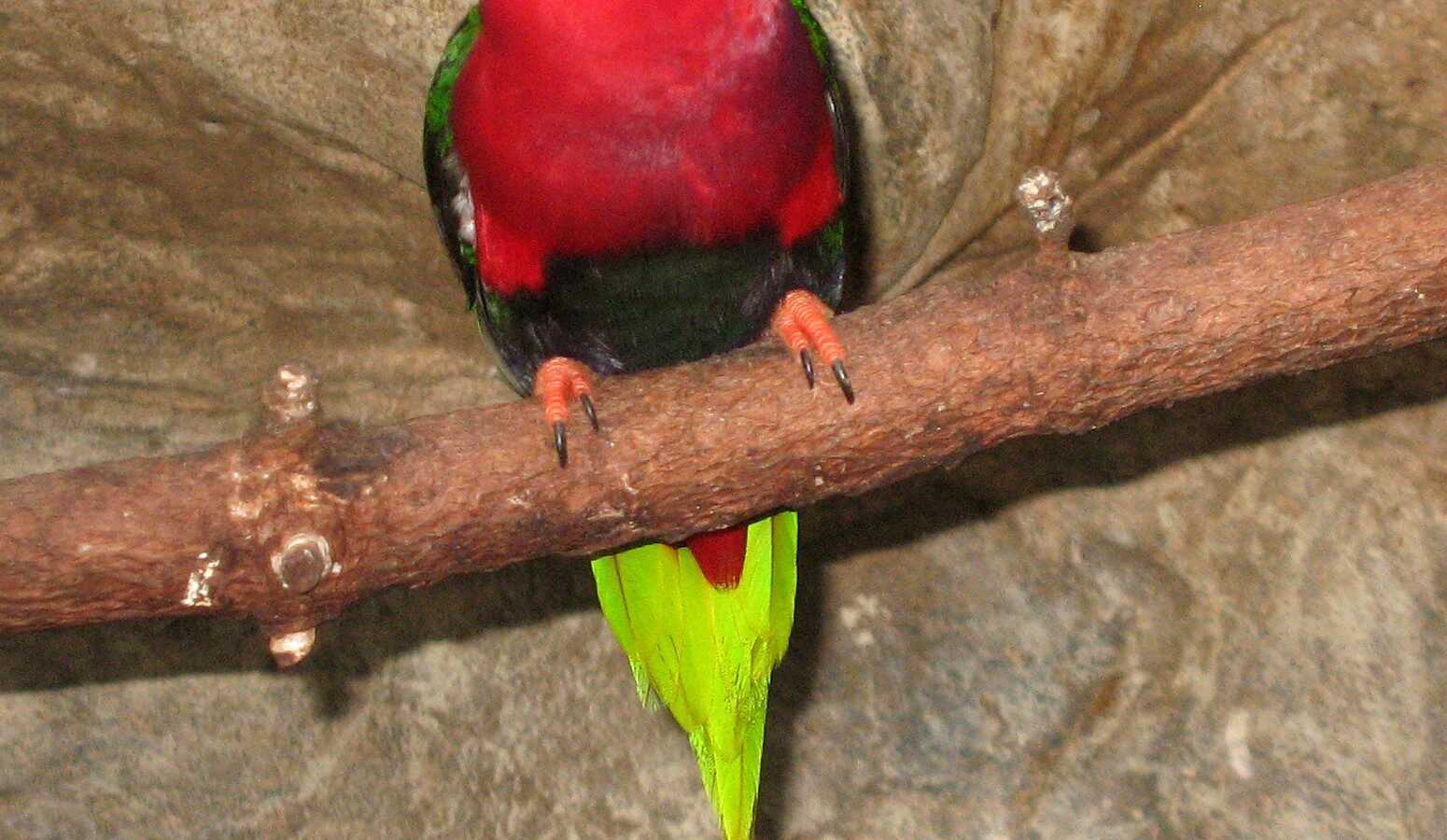 West Papuan Lorikeet