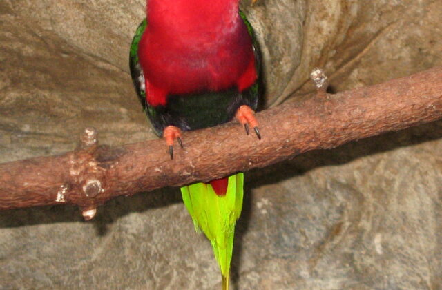 West Papuan Lorikeet
