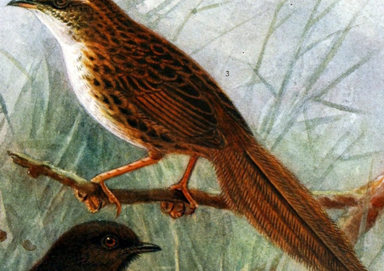 Chatham Islands Fernbird