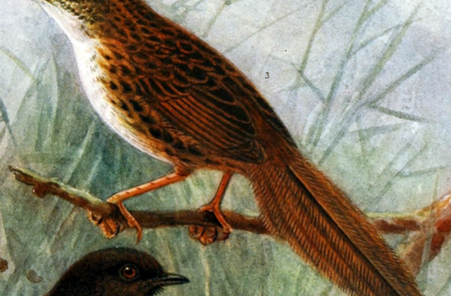 Chatham Islands Fernbird