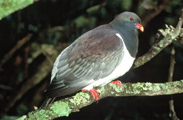 Chatham Islands Pigeon