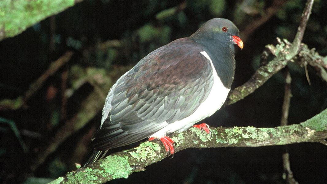 Chatham Islands Pigeon