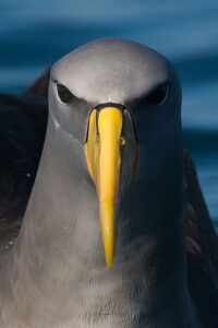 Chatham Albatross