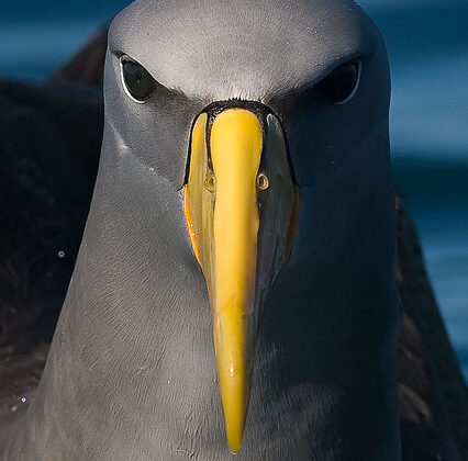 Chatham Albatross
