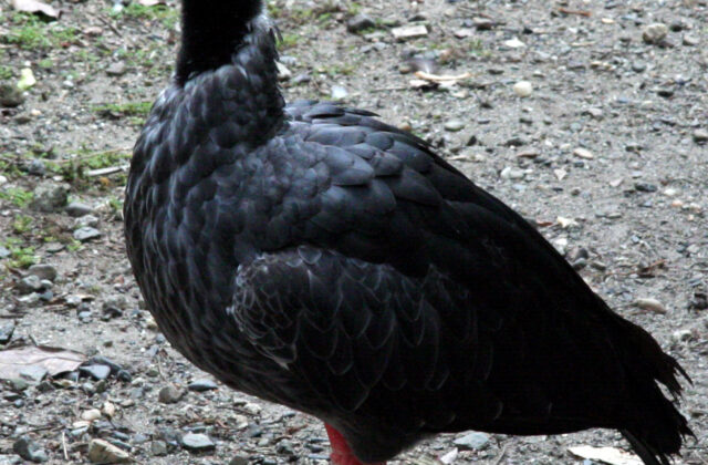 Northern Screamer