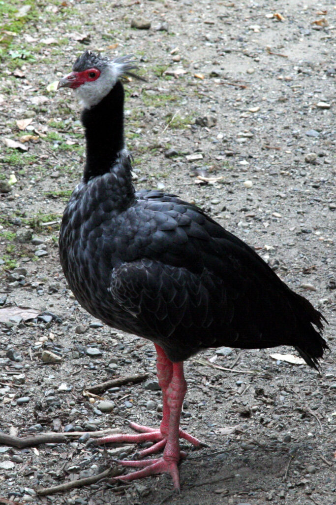 Northern Screamer