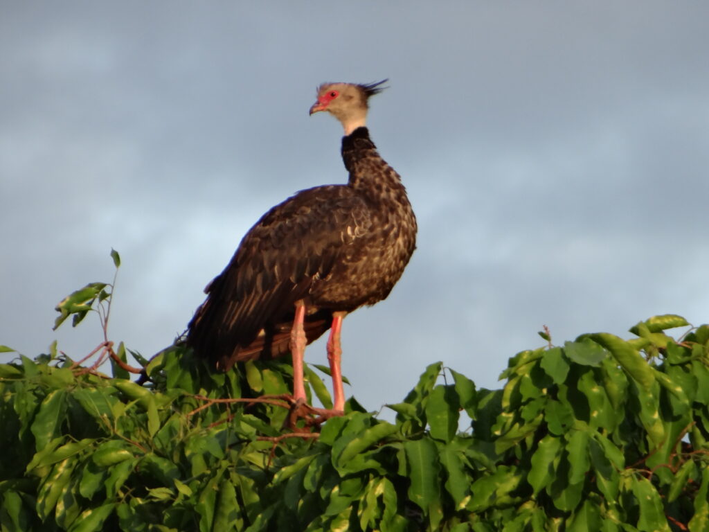 Southern Screamer