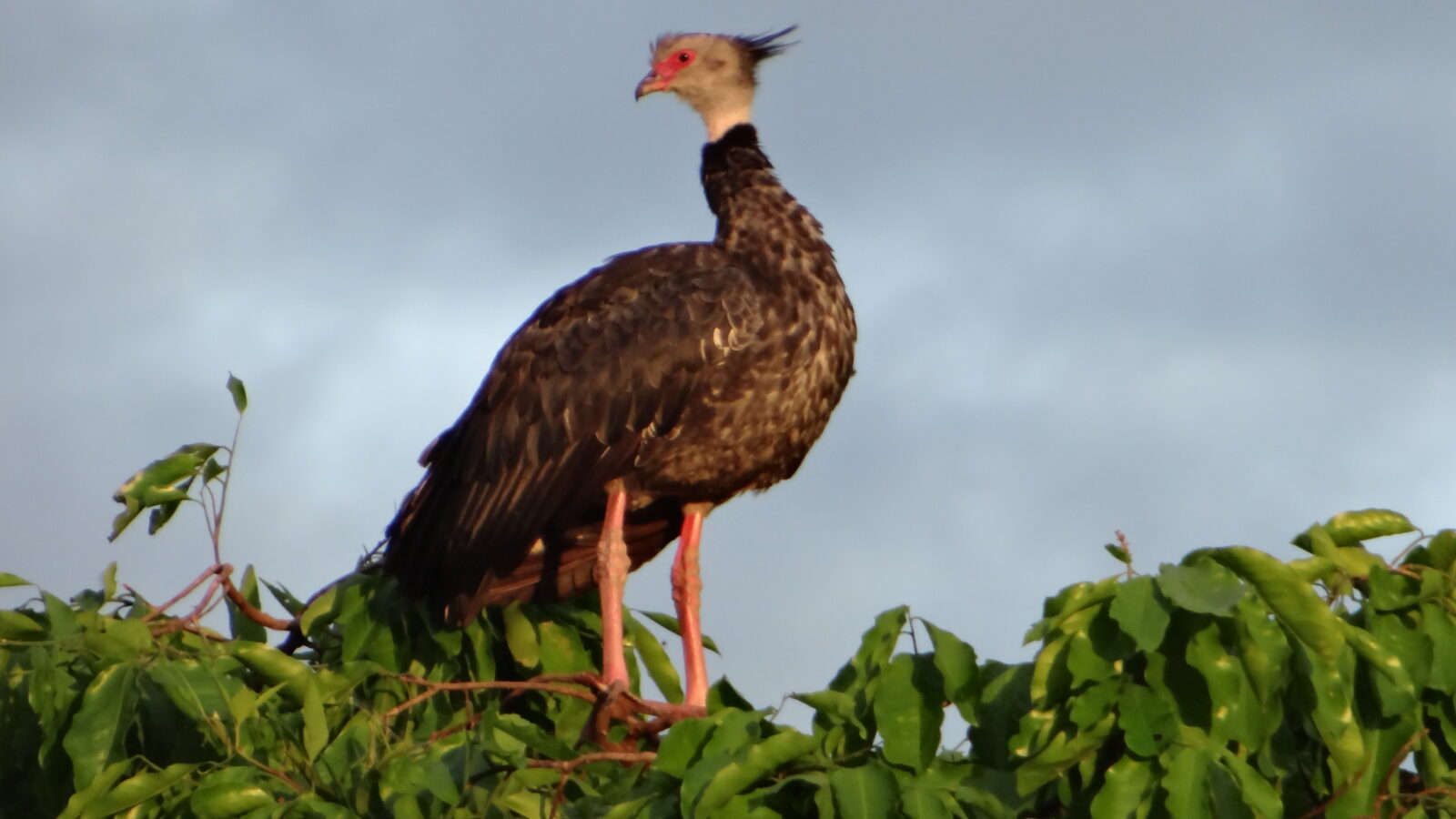 Southern Screamer