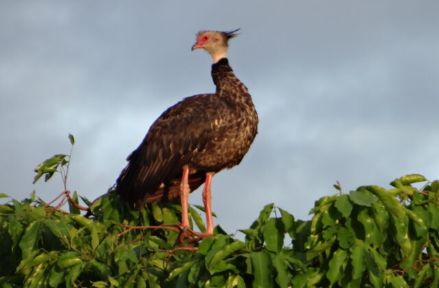 Southern Screamer