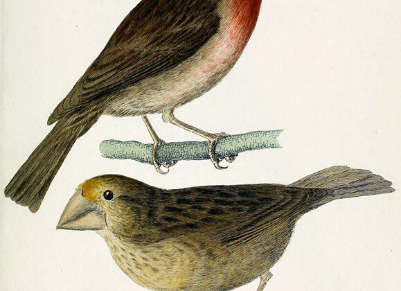 Bonin Grosbeak