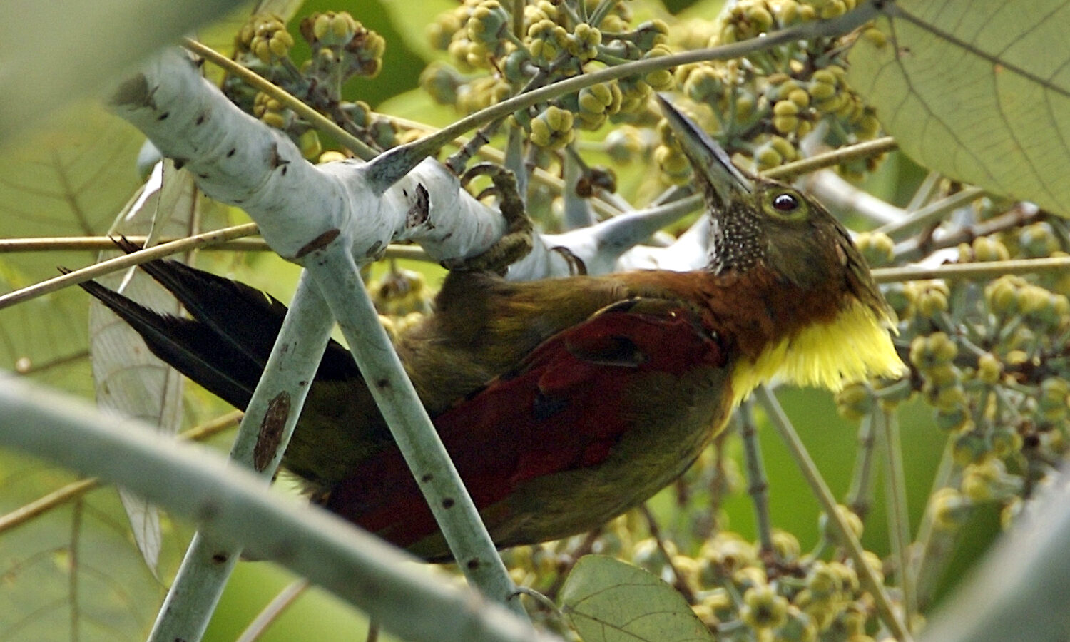 Checker-throated Woodpecker