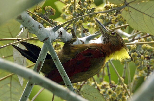 Checker-throated Woodpecker