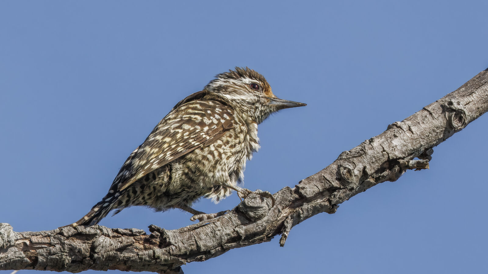 Checkered Woodpecker