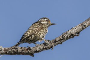 Checkered Woodpecker