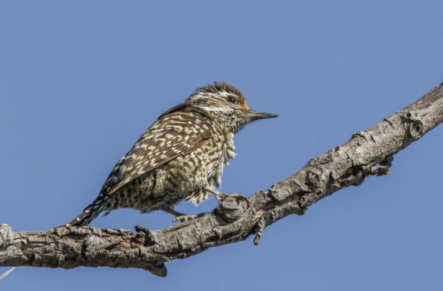 Checkered Woodpecker
