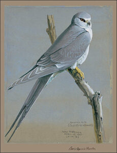 Scissor-tailed Kite