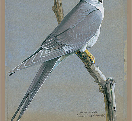 Scissor-tailed Kite