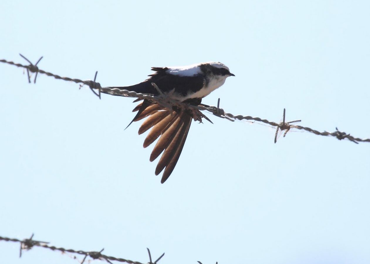 White-backed Swallow