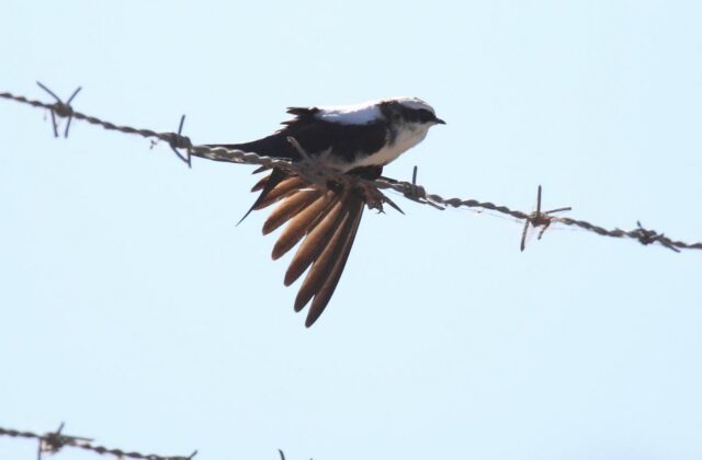 White-backed Swallow