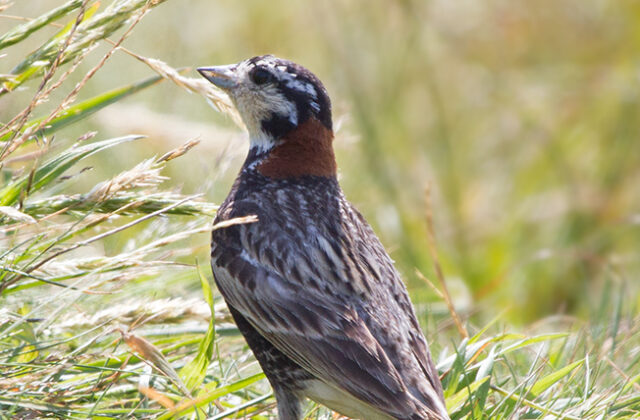 Chestnut-collared Longspur