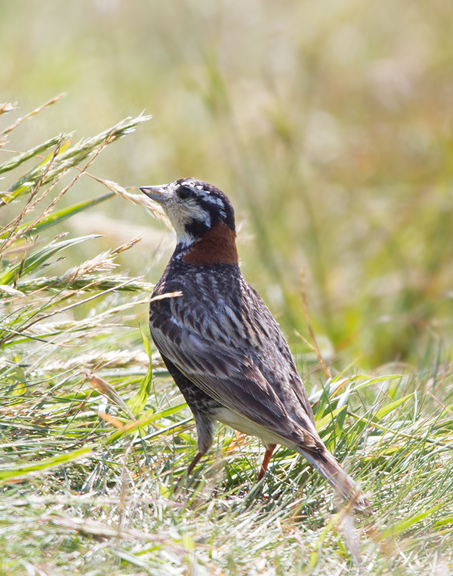 Chestnut-collared Longspur