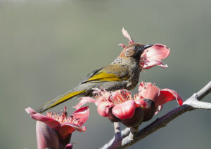 Chestnut-crowned Laughingthrush