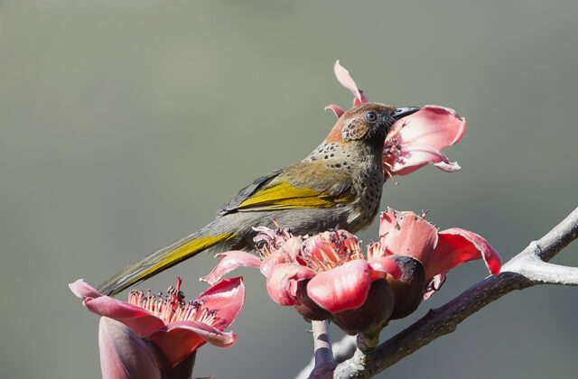 Chestnut-crowned Laughingthrush