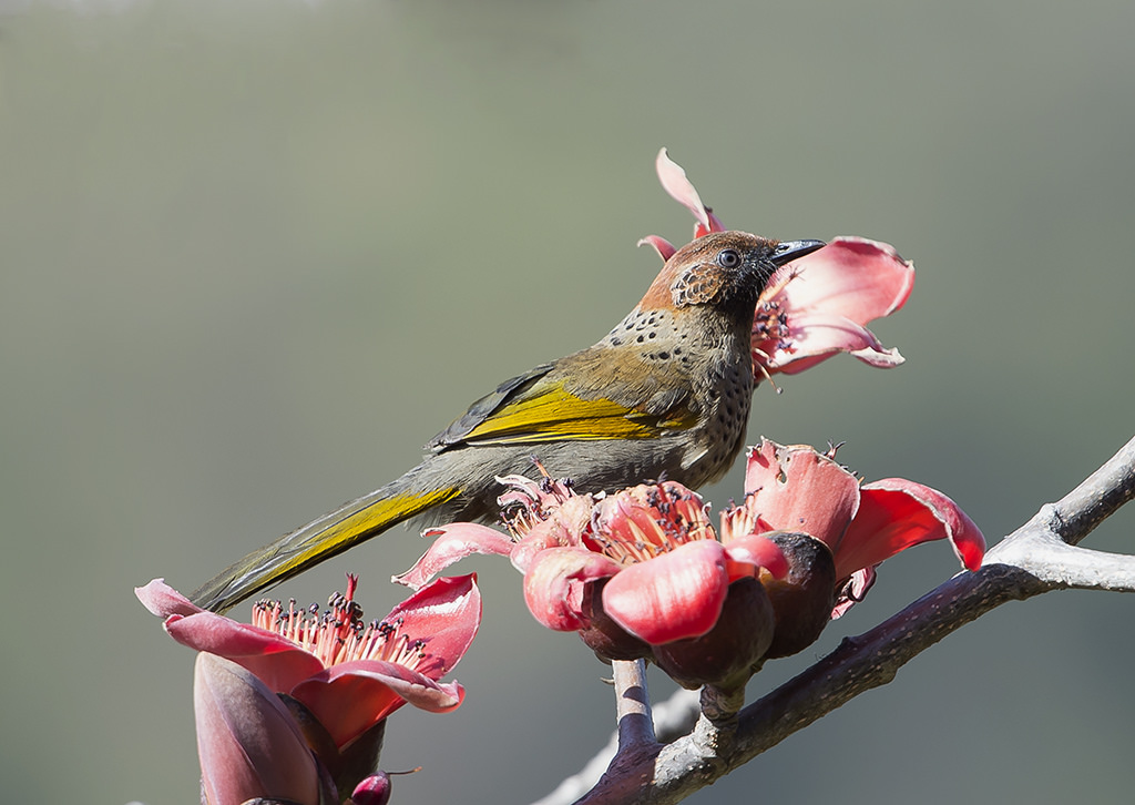Chestnut-crowned Laughingthrush