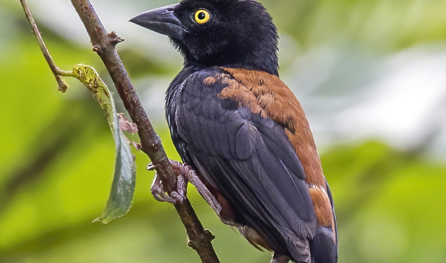 Chestnut-and-black Weaver