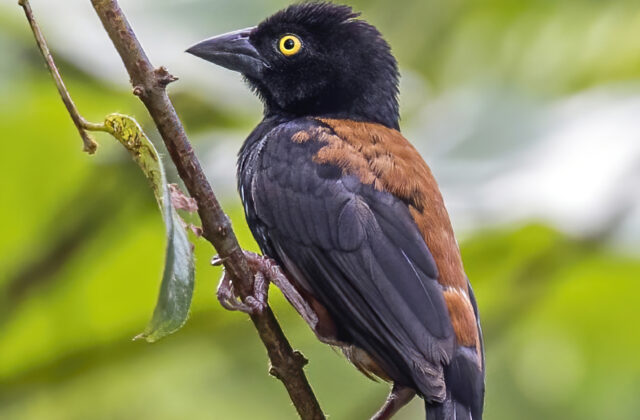 Chestnut-and-black Weaver