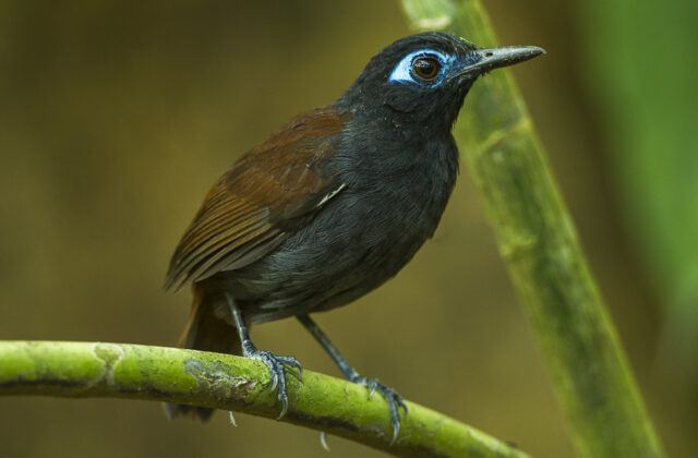 Chestnut-backed Antbird