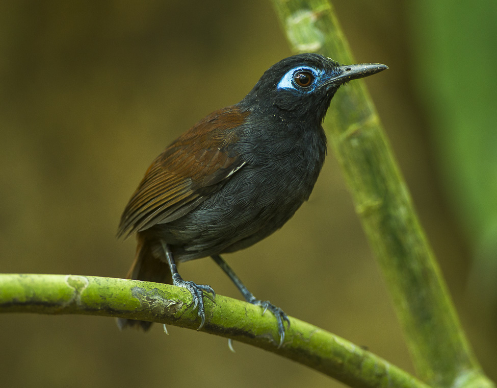 Chestnut-backed Antbird