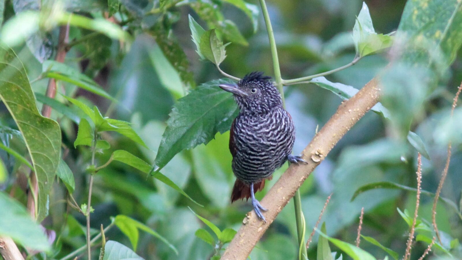 Chestnut-backed Antshrike