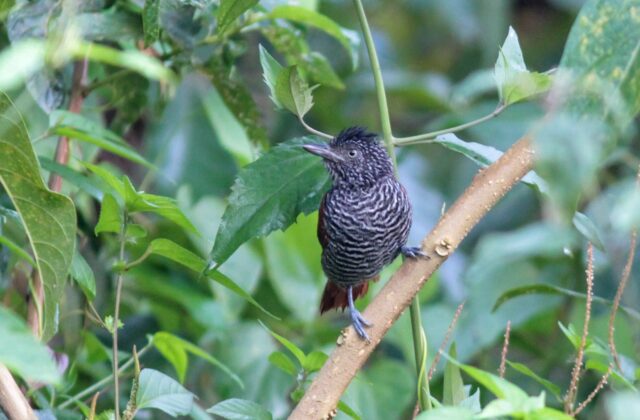 Chestnut-backed Antshrike