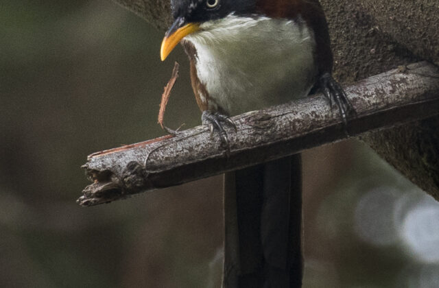 Javan Scimitar Babbler