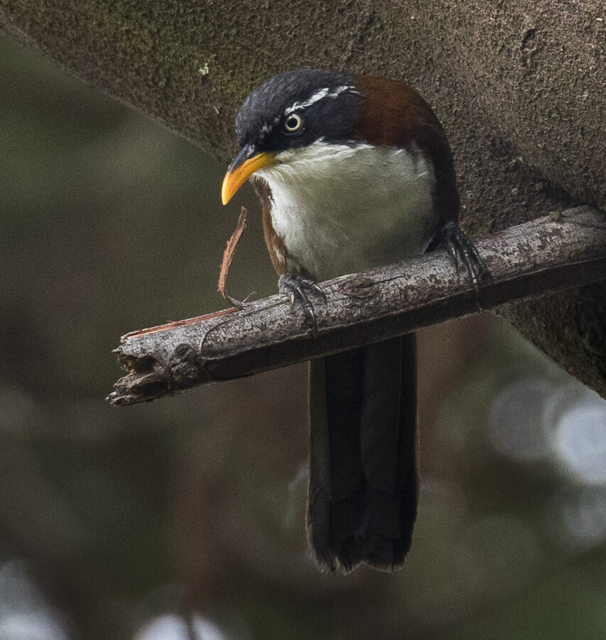 Javan Scimitar Babbler