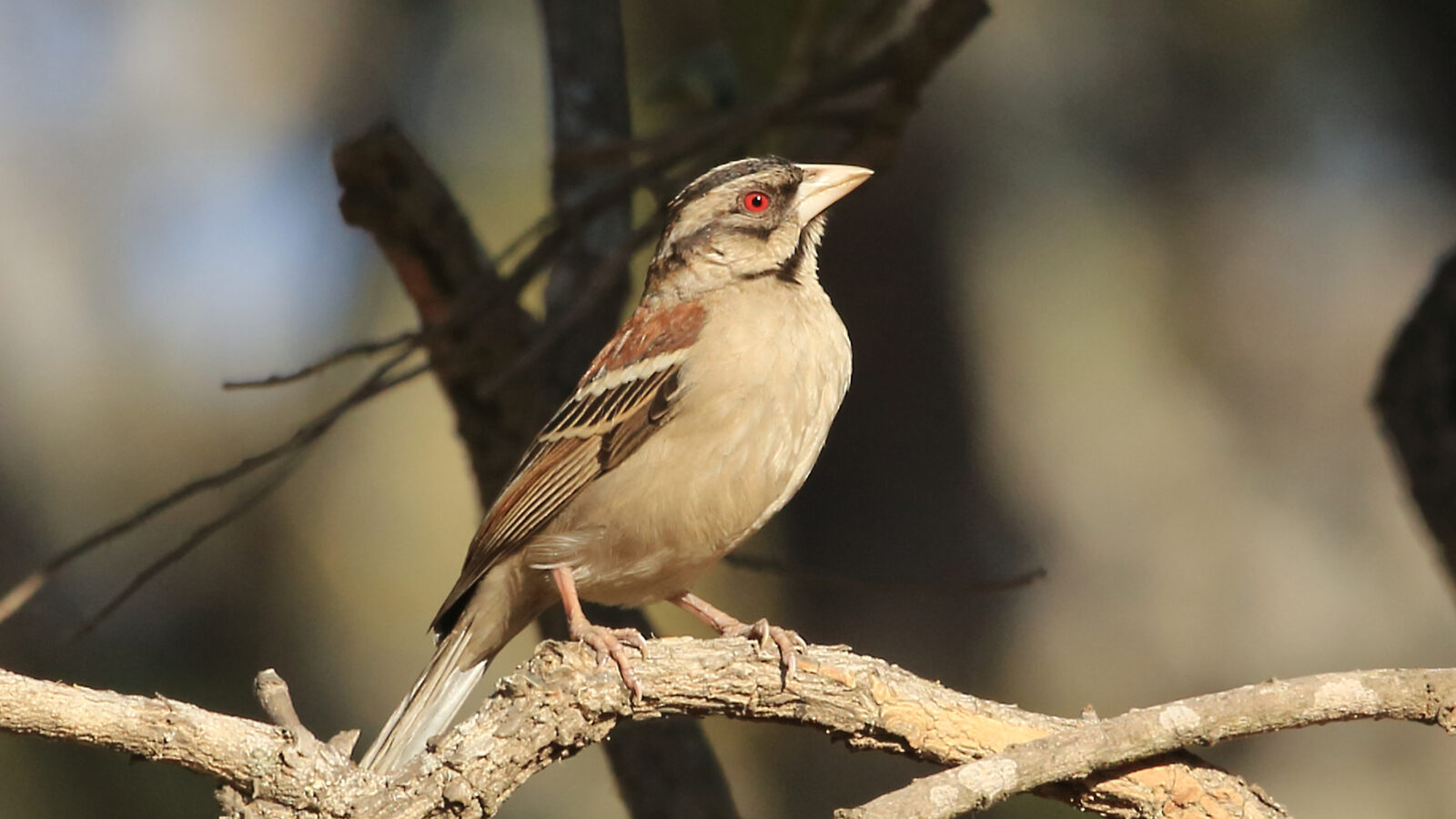 Chestnut-backed Sparrow-Weaver