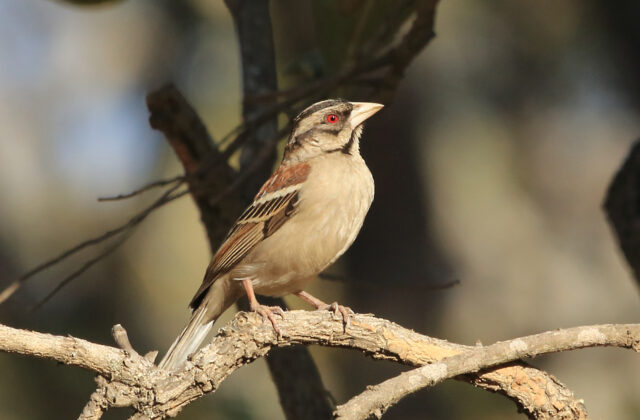 Chestnut-backed Sparrow-Weaver