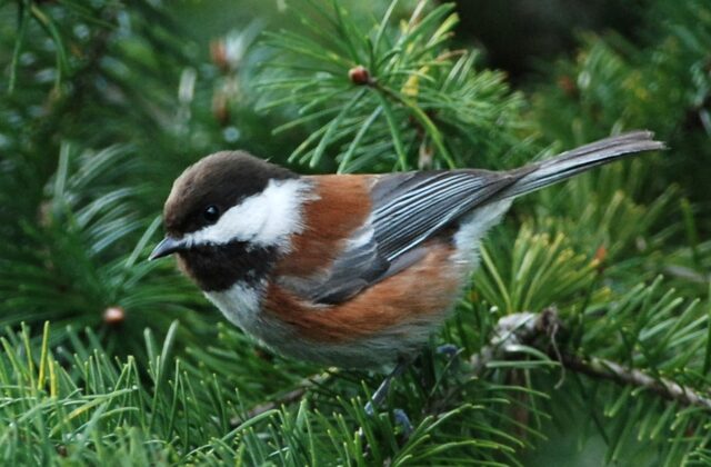 Chestnut-backed Chickadee