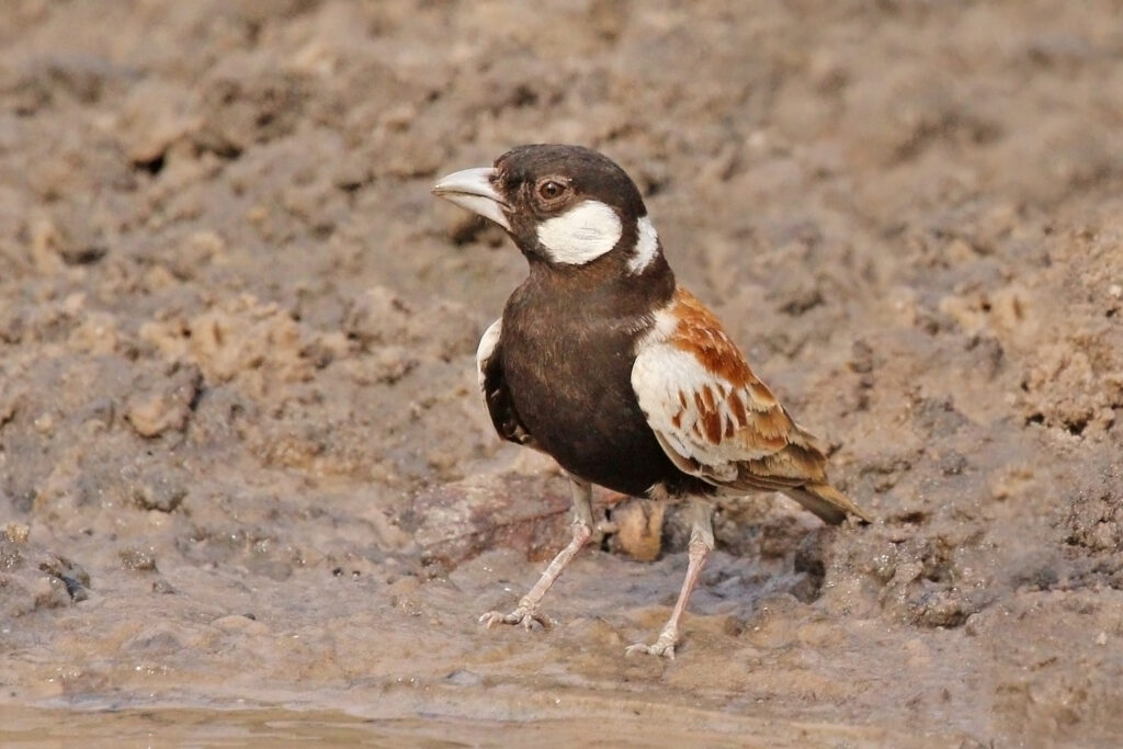 Chestnut-backed Sparrow-Lark
