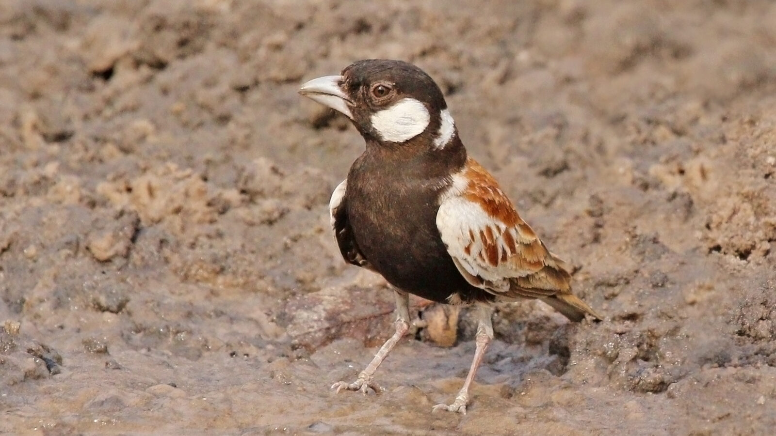 Chestnut-backed Sparrow-Lark