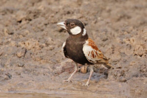 Chestnut-backed Sparrow-Lark