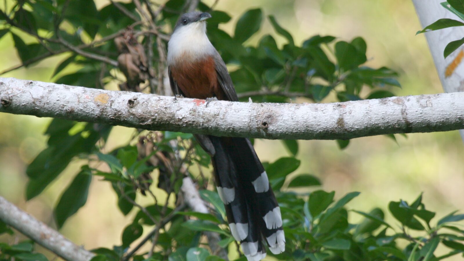 Chestnut-bellied Cuckoo