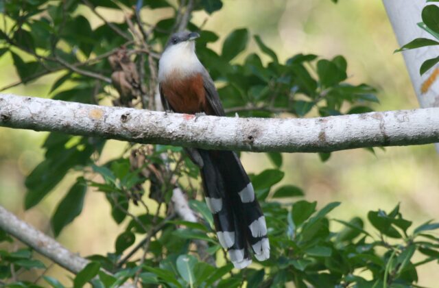 Chestnut-bellied Cuckoo
